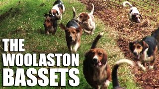 The Woolaston Bassets [upl. by Shira]