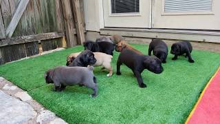 4 week old Cane Corso puppies [upl. by Uuge]