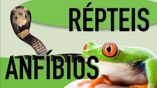 Zoologia  Cordados Anfíbios e Répteis [upl. by Auqinat]