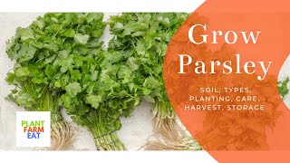 How to grow parsley indoors [upl. by Brade]