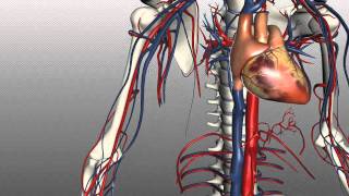 Veins of the body  PART 1  Anatomy Tutorial [upl. by Ahk821]