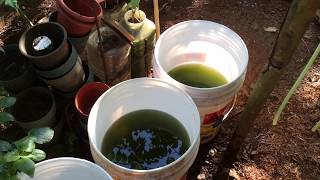 How to grow Green Water Algae [upl. by Wolfson]