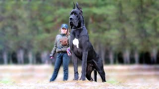 11 Biggest Dogs in the World [upl. by Kaufman]