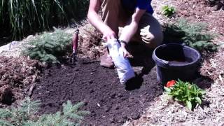 How to Plant Wisteria Plants [upl. by Ycnaffit12]