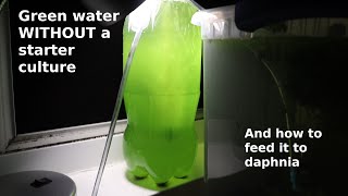 Green Water WITHOUT a Starter Culture  From Scratch  How To [upl. by Nylirehs]