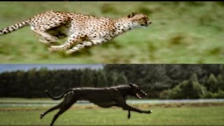 Cheetah vs Greyhound Speed Test  BBC Earth [upl. by Rene]