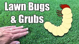 How to Kill Grubs in Lawn [upl. by Lorine653]