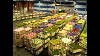 AALSMEER FLOWER MARKET Holland [upl. by Atiuqet]