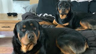 Life With Rottweilers 101 [upl. by Eliam]