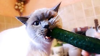 Cat vs cucumber  funny cats compilation [upl. by Kiley843]