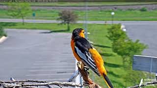 Male Bullocks Oriole on the Hellgate Osprey Cam Cornell Lab  University of Montana [upl. by Nylhsoj]