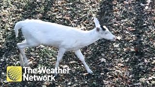 Hunter spots RARE albino deer decides to shoot it with a camera [upl. by Abbi939]