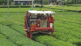 Japanese Robotic Tea Harvester [upl. by Aliuqa445]