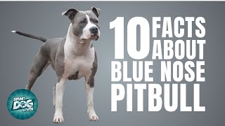 10 Facts About Blue Nose Pitbull  Dogs 101  Blue Nose Pitbull [upl. by Yekcin]