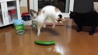 Crazy Cats Scared of Cucumbers Compilation [upl. by Bearce]