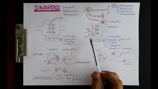 SINAPSIS ELECTRICA Y QUIMICA  NEUROTRANSMISORES [upl. by Barnie428]