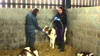 Colostrum feeding  brought to you by AHDB Dairy [upl. by Adachi30]