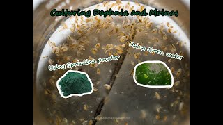 How To Culture Daphnia and Moinas using Green Water Spirulina powder [upl. by Einnus445]