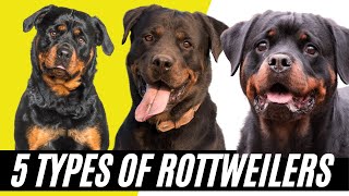 Rottweiler Types  5 Types of Rottweilers [upl. by Refinnaj]