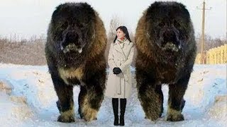 10 Abnormally Large Dogs Around The World [upl. by Haraz]