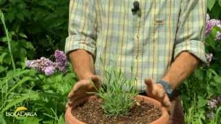 Lavanda officinalis coltivazione in vaso [upl. by Oilcareh]