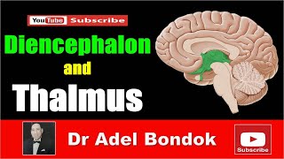 Diencephalon and Thalamus Dr Adel Bondok [upl. by Tabina158]