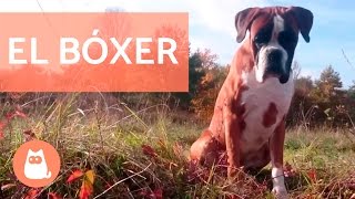 El perro bóxer  Pequeño documental [upl. by Sidonie]