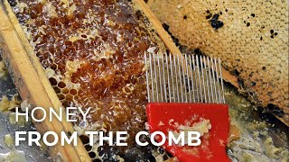 How to Extract Honey from Honeycomb [upl. by Ilrebma666]