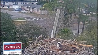 Achieva Osprey Cam [upl. by Ldnek]