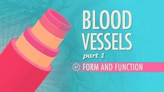 Blood Vessels Part 1  Form and Function Crash Course Anatomy amp Physiology 27 [upl. by Ainitsirk]