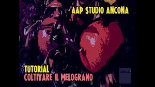 AAP Studio  Come coltivare il melograno  Principi di base e filiera [upl. by Erlandson287]