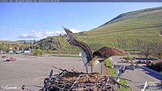 Squirrel Wanders Up The Wrong Nesting Pole  Hellgate Osprey Cam – May 1 2020 [upl. by Adhern]