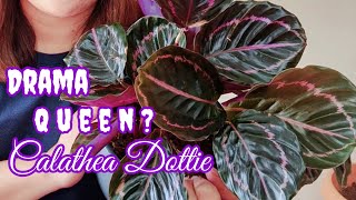 Calathea Dottie  Complete Care Tips [upl. by Ssalguod40]