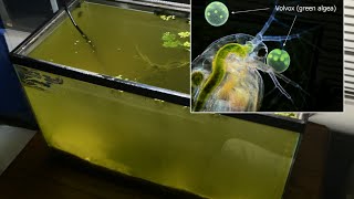 Raising Daphnia for the Freshwater Aquarium [upl. by Okiam]