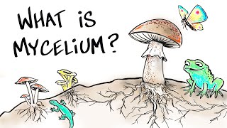 What is Mushroom Mycelium [upl. by Vlada388]