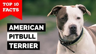 American Pitbull Terrier  Top 10 Facts [upl. by Burdelle]