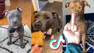 Pitbulls are Badass and Cute Compilation [upl. by Ibbed]