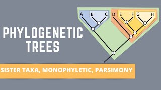 READING PHYLOGENETIC TREES ALL ABOUT SISTER TAXA MONOPHYLETIC GROUPS PARSIMONY [upl. by Lonne738]