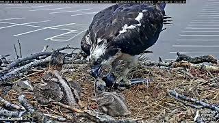 Hellgate Osprey 6272024 [upl. by Laehplar]