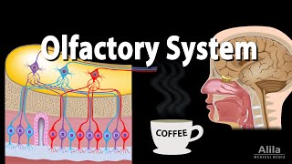 Olfactory System Anatomy and Physiology Pathways Animation [upl. by Lupee]