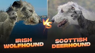 Irish Wolfhound vs Scottish Deerhound Detailed Comparison [upl. by Marj]