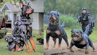 15 Ultimate Military And Police Dog Breeds in the World [upl. by Leirej]