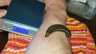 Feeding Pet Leech How Much Weight Will It Gain Leech facts [upl. by Elyn173]