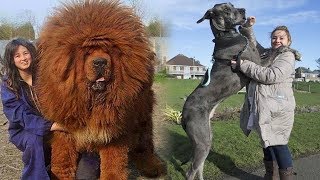 8 Extremely Large Dog Breeds In the World That Could Help You In Life [upl. by Junette]