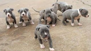 Pitt Bull Powerful Puppies [upl. by Nyladnor]