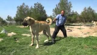 Biggest Dog in the World 90 cm Turkish Kangal [upl. by Eiralam369]