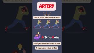 ARTERY VS VEIN KNOW THE DIFFERENCES [upl. by Thad877]