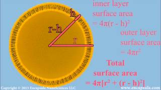 Liposome size calculation [upl. by Nilyarg481]