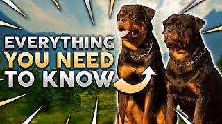 ROTTWEILER 101 Everything You Need To Know About Owning a Rottie Puppy [upl. by Jerry]