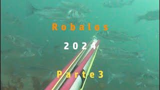 Robalos 2024 3 PARTE [upl. by Bobbie]